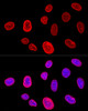 Confocal immunofluorescence analysis of U-2 OS cells using Lamin A/C Polyclonal Antibody at dilution of  1:200. Blue: DAPI for nuclear staining.