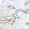 Immunohistochemistry of paraffin-embedded Mouse kidney using PIK3CA Polyclonal Antibody at dilution of  1:100 (40x lens).
