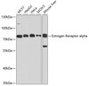 Western blot analysis of extracts of various cell lines using Estrogen Receptor alpha Polyclonal Antibody at dilution of 1:1000.