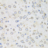 Immunohistochemistry of paraffin-embedded Rat brain using Albumin Polyclonal Antibody at dilution of  1:100 (40x lens).