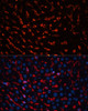 Immunofluorescence analysis of Rat liver using Albumin Polyclonal Antibody at dilution of  1:100. Blue: DAPI for nuclear staining.