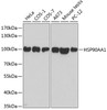 Western blot analysis of extracts of various cell lines using HSP90AA1 Polyclonal Antibody at dilution of 1:500.