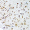 Immunohistochemistry of paraffin-embedded Mouse brain using NOTCH2 Polyclonal Antibody at dilution of  1:100 (40x lens).