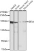 Western blot analysis of extracts of various cell lines using EIF3A Polyclonal Antibody at dilution of 1:1000.