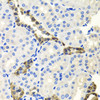 Immunohistochemistry of paraffin-embedded Mouse kidney using ENDOG Polyclonal Antibody at dilution of  1:100 (40x lens).