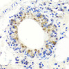 Immunohistochemistry of paraffin-embedded Mouse lung using ENDOG Polyclonal Antibody at dilution of  1:100 (40x lens).