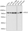 Western blot analysis of extracts of various cell lines using ATG13 Polyclonal Antibody at dilution of 1:1000.