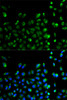 Immunofluorescence analysis of A549 cells using ATG13 Polyclonal Antibody