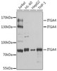 Western blot analysis of extracts of various cell lines using ITGA4 Polyclonal Antibody at dilution of 1:1000.