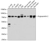Western blot analysis of extracts of various cell lines using Angiopoietin 2 Polyclonal Antibody at dilution of 1:3000.