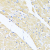 Immunohistochemistry of paraffin-embedded Mouse heart using EIF2S1 Polyclonal Antibody at dilution of  1:100 (40x lens).