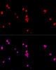 Immunofluorescence analysis of PC-12 cells using EIF2S1 Polyclonal Antibody at dilution of  1:100. Blue: DAPI for nuclear staining.