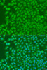 Immunofluorescence analysis of U2OS cells using BIRC3 Polyclonal Antibody at dilution of  1:100. Blue: DAPI for nuclear staining.