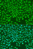 Immunofluorescence analysis of U2OS cells using SKP2 Polyclonal Antibody at dilution of  1:100. Blue: DAPI for nuclear staining.
