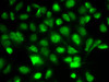 Immunofluorescence analysis of A549 cells using BIRC2 Polyclonal Antibody