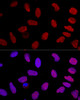 Confocal immunofluorescence analysis of U2OS cells using KU70 Polyclonal Antibody at dilution of  1:100. Blue: DAPI for nuclear staining.