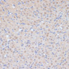 Immunohistochemistry of paraffin-embedded Rat ovary using CDK9 Polyclonal Antibody at dilution of  1:100 (40x lens).