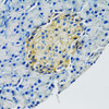 Immunohistochemistry of paraffin-embedded Rat pancreas using SLC1A2 Polyclonal Antibody at dilution of  1:100 (40x lens).