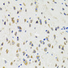 Immunohistochemistry of paraffin-embedded Mouse brain using IKBKG Polyclonal Antibody at dilution of  1:100 (40x lens).