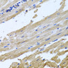 Immunohistochemistry of paraffin-embedded Rat heart using NSF Polyclonal Antibody at dilution of  1:100 (40x lens).