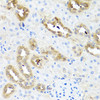 Immunohistochemistry of paraffin-embedded Rat kidney using FABP5 Polyclonal Antibody at dilution of  1:100 (40x lens).