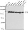 Western blot analysis of extracts of various cell lines using SFPQ Polyclonal Antibody at dilution of 1:1000.