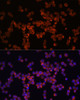 Immunofluorescence analysis of Raw264.7 cells using Caspase-1 Polyclonal Antibody at dilution of  1:100 (40x lens). Blue: DAPI for nuclear staining.