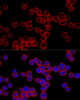 Confocal immunofluorescence analysis of Raw264.7 cells using Caspase-1 Polyclonal Antibody at dilution of  1:200. Blue: DAPI for nuclear staining.