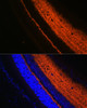 Immunofluorescence analysis of Rat eye using SYT1 Polyclonal Antibody at dilution of  1:100 (40x lens). Blue: DAPI for nuclear staining.