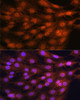 Immunofluorescence analysis of C6 cells using YAP1 Polyclonal Antibody at dilution of  1:100. Blue: DAPI for nuclear staining.