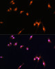 Immunofluorescence analysis of L929 cells using YAP1 Polyclonal Antibody at dilution of  1:100. Blue: DAPI for nuclear staining.