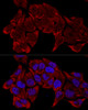 Confocal immunofluorescence analysis of HeLa cells using RPL8 Polyclonal Antibody at dilution of  1:200. Blue: DAPI for nuclear staining.