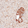 Immunohistochemistry of paraffin-embedded Mouse liver using KIR3DL3 Polyclonal Antibody at dilution of  1:100 (40x lens).