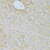 Immunohistochemistry of paraffin-embedded Rat liver using PLA2R1 Polyclonal Antibody at dilution of  1:100 (40x lens).