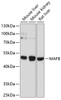 Western blot analysis of extracts of various cell lines using MAFB Polyclonal Antibody at dilution of 1:1000.