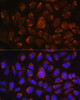 Immunofluorescence analysis of U-2 OS cells using ART1 Polyclonal Antibody at dilution of  1:100. Blue: DAPI for nuclear staining.