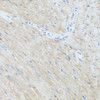 Immunohistochemistry of paraffin-embedded Mouse heart using CLUH Polyclonal Antibody at dilution of  1:100 (40x lens).
