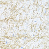 Immunohistochemistry of paraffin-embedded Rat brain using CNP Polyclonal Antibody at dilution of  1:100 (40x lens).