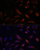 Immunofluorescence analysis of U2OS cells using CLDN5 Polyclonal Antibody at dilution of  1:100. Blue: DAPI for nuclear staining.