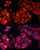 Immunofluorescence analysis of HeLa cells using EIF3B Polyclonal Antibody at dilution of  1:100 (40x lens). Blue: DAPI for nuclear staining.