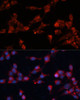 Immunofluorescence analysis of NIH-3T3 cells using EIF3B Polyclonal Antibody at dilution of  1:100 (40x lens). Blue: DAPI for nuclear staining.