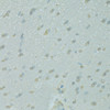Immunohistochemistry of paraffin-embedded Rat brain using NCOA2 Polyclonal Antibody at dilution of  1:100 (40x lens).