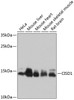 Western blot analysis of extracts of various cell lines using CISD1 Polyclonal Antibody at dilution of 1:1000.