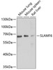 Western blot analysis of extracts of various cell lines using SLAMF6 Polyclonal Antibody at dilution of 1:1000.