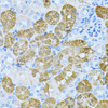 Immunohistochemistry of paraffin-embedded Mouse kidney using KLHL42 Polyclonal Antibody at dilution of  1:100 (40x lens).