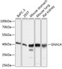 Western blot analysis of extracts of various cell lines using GNA14 Polyclonal Antibody at dilution of 1:1000.