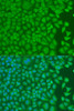 Immunofluorescence analysis of U2OS cells using PCBP1 Polyclonal Antibody at dilution of  1:100. Blue: DAPI for nuclear staining.