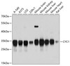 Western blot analysis of extracts of various cell lines using CYC1 Polyclonal Antibody at dilution of 1:3000.