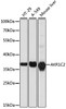 Western blot analysis of extracts of various cell lines using AKR1C2 Polyclonal Antibody at dilution of 1:1000.