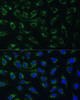 Immunofluorescence analysis of U-2 OS cells using AKR1C2 Polyclonal Antibody at dilution of  1:100 (40x lens). Blue: DAPI for nuclear staining.